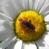 Cantharide fauve.  Rhagonica fulva. Pascal Mathias